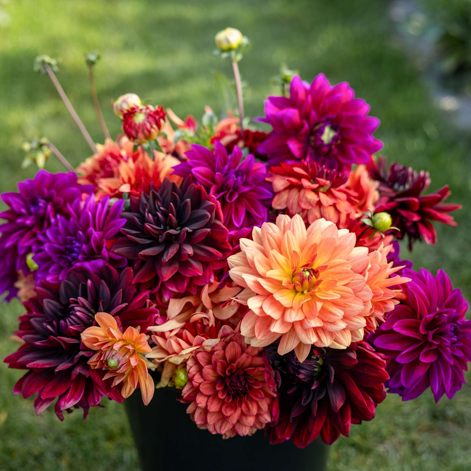 Daaliasekoitus ‘Amber’